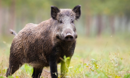 Kivitelezés kerítés, vadháló